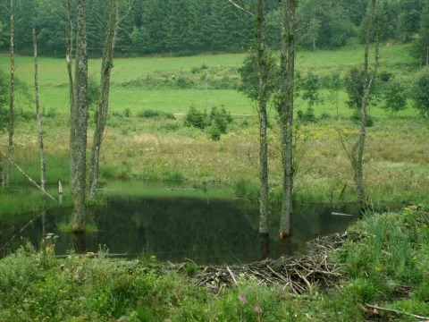 Beaver dam - Stefan Vreugdenhil