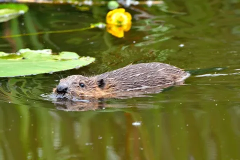 Beaver in water - Robert Willems