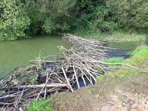 Beaver dam - Cindy de Jonge