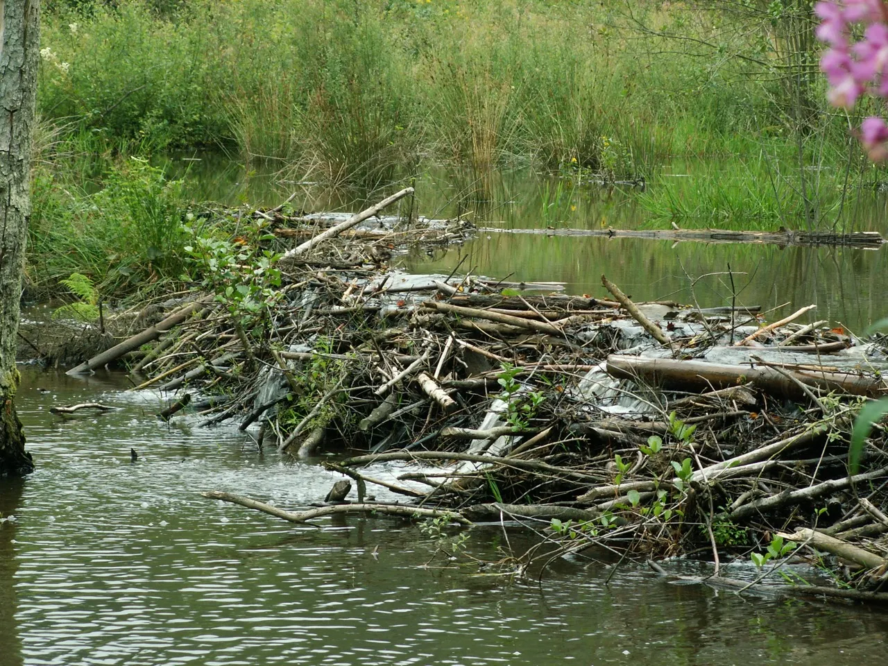 Beaver dam - Stefan Vreugdenhil