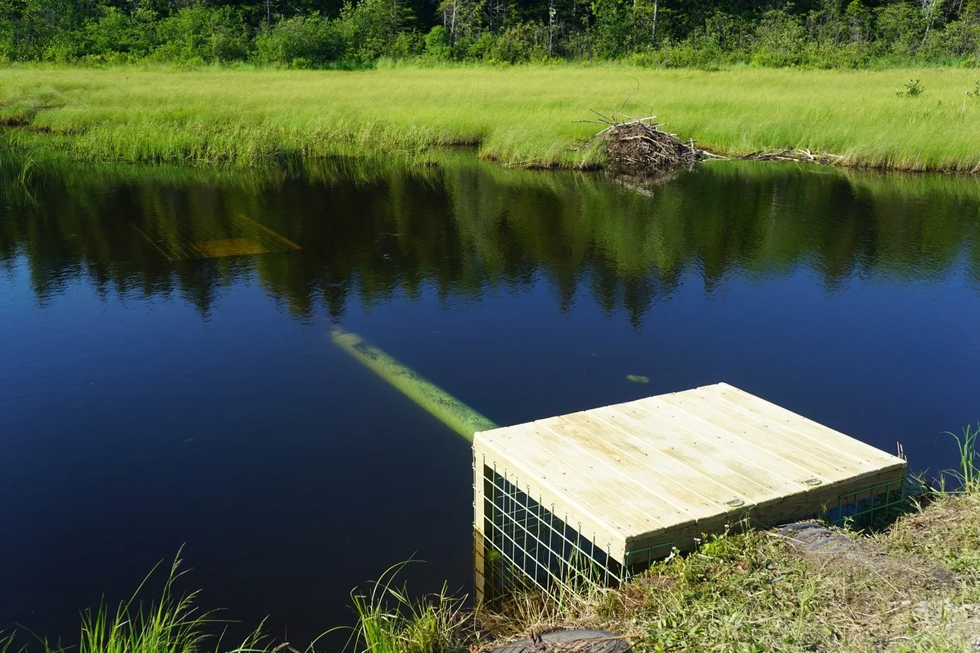 Mesh cage with extension - S. Lisle